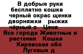 В добрые руки бесплатно,кошка,2.5черный окрас,щенки дворняжки,3 рыжих 1 чёрный,с › Цена ­ - - Все города Животные и растения » Кошки   . Кировская обл.,Луговые д.